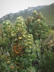 Hakea victoria