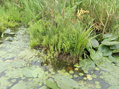 Nuphar lutea