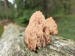 Artomyces microsporus