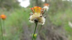 Lasiosiphon rubescens