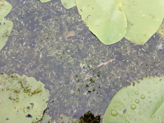 Lemna trisulca