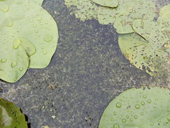 Lemna trisulca