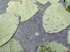 Lemna trisulca