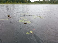 Nuphar lutea