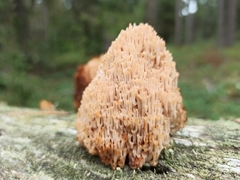 Artomyces microsporus