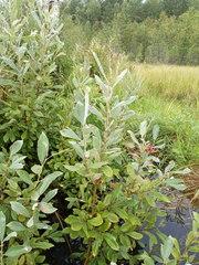 Salix cinerea