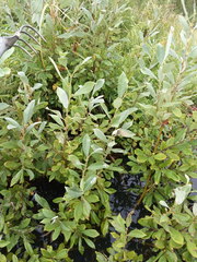 Salix cinerea