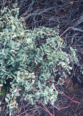 Hermannia holosericea