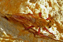 Engelepogon brunnipes