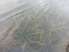 Stratiotes aloides