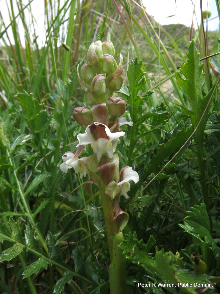 Pterygodium cooperi