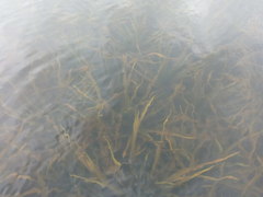 Stratiotes aloides