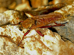 Engelepogon brunnipes