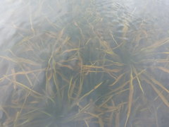 Stratiotes aloides
