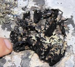 Xanthoparmelia hottentotta