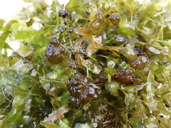 Lemna trisulca