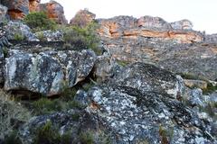 Xanthoparmelia hottentotta