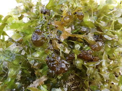 Lemna trisulca