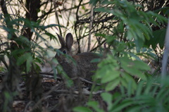 Oryctolagus cuniculus