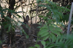 Oryctolagus cuniculus