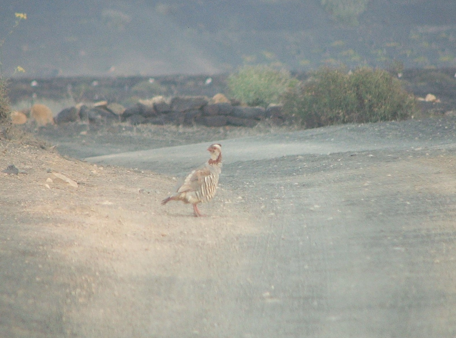 Barbary Partridge