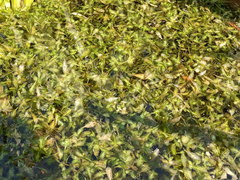 Lemna trisulca