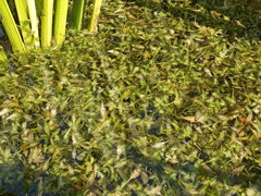 Lemna trisulca