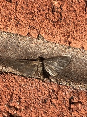 Eupithecia tripunctaria