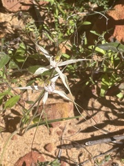 Caladenia varians