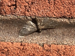 Eupithecia tripunctaria