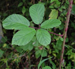 Rubus newbouldii