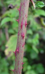 Rubus newbouldii
