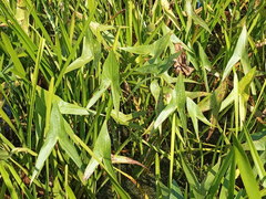 Sagittaria sagittifolia