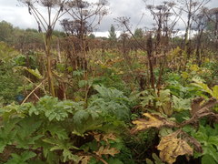 Heracleum sosnowskyi
