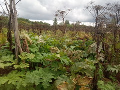 Heracleum sosnowskyi