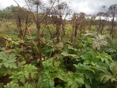 Heracleum sosnowskyi