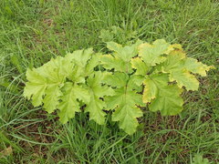 Heracleum sosnowskyi