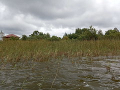 Phragmites australis