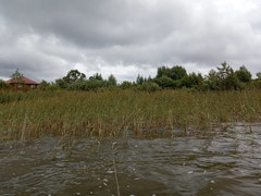 Phragmites australis
