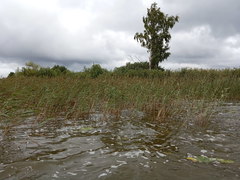 Phragmites australis