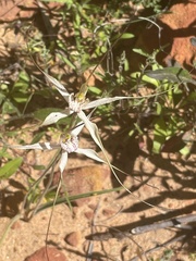 Caladenia varians