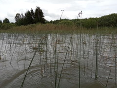 Schoenoplectus lacustris
