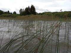 Schoenoplectus lacustris
