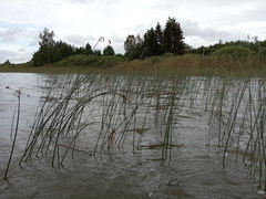 Schoenoplectus lacustris