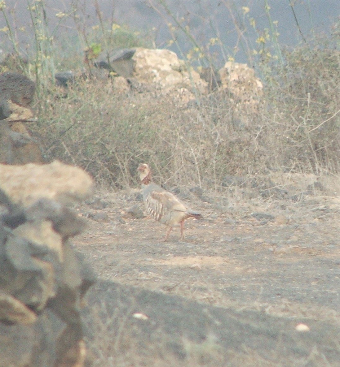 Barbary Partridge