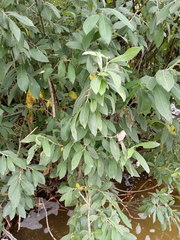 Salix cinerea