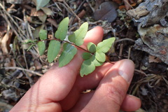 Cheilanthes viridis