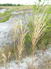 Erysimum hieraciifolium