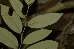 Diospyros pentamera