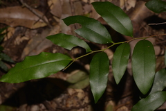 Diospyros pentamera